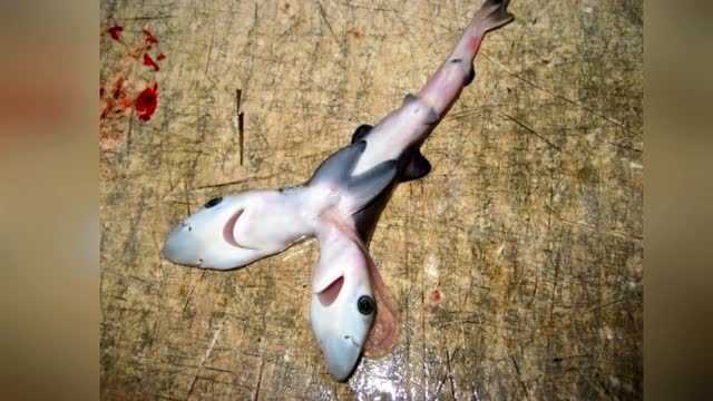 上最强昆虫 实拍巨人蜈蚣轻松捕杀狼蛛02:12蟒蛇在河中捕到条巨大鲶鱼