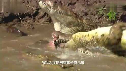 鳄鱼用恐怖的死亡翻滚 轻松猎食了角马