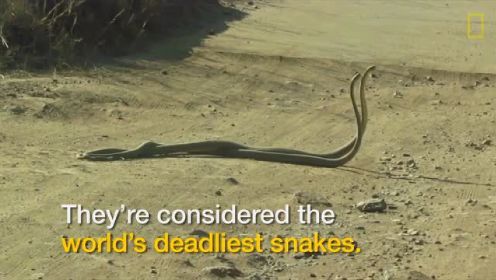 世界上最致命的蛇