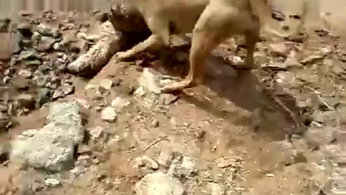 可怜的流浪狗 被一群猛狗凶残撕咬直接咬死