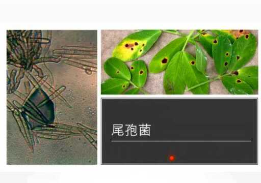 半知菌亚门病害小结——赵占周新农堂