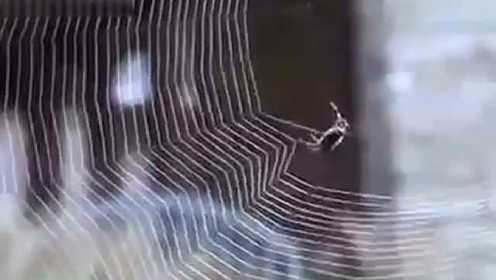 【藤缠楼】你看过蜘蛛织网过程吗？真是厉害！