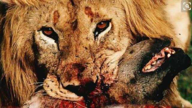 珍贵狮王猎杀鬣狗视频大集锦狮王霸气秒杀