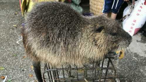 5斤重的非洲大老鼠表演   你见过吗