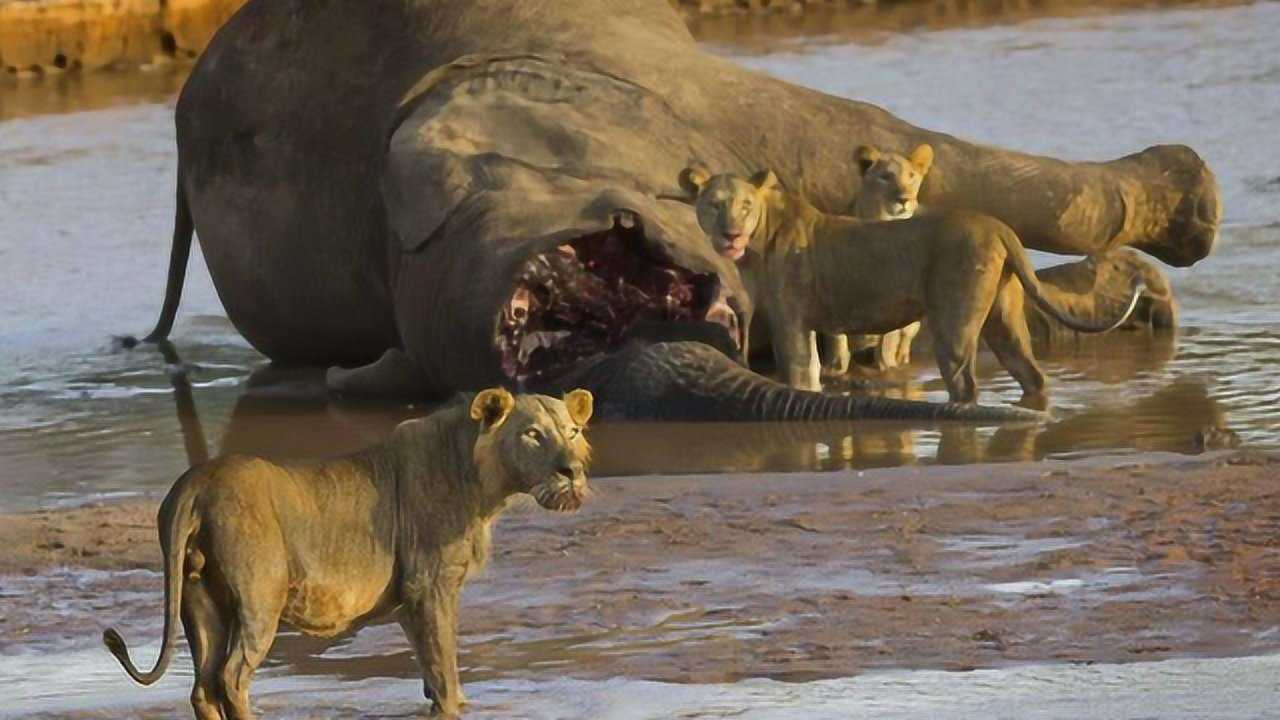 狮子捕杀大象,从没见过如此凶猛狮群!