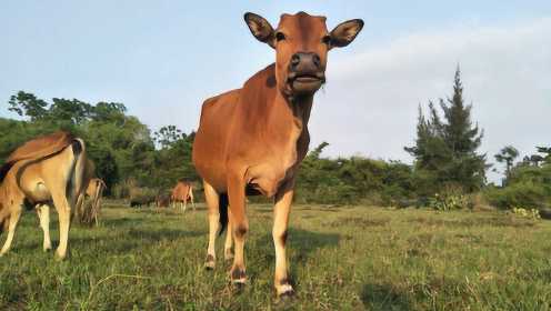 在农村放牛很悠闲，带你看傍晚时分牛吃草！