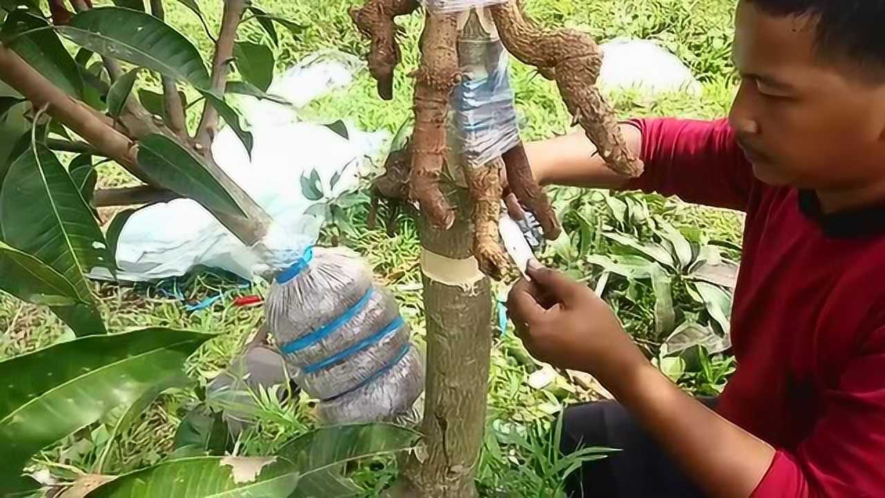 原来好吃的芒果树是嫁接的,国外师傅嫁接芒果树的过程_腾讯视频