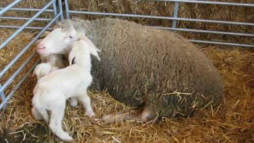 千年等一回！全程直击生产小羊羔过程