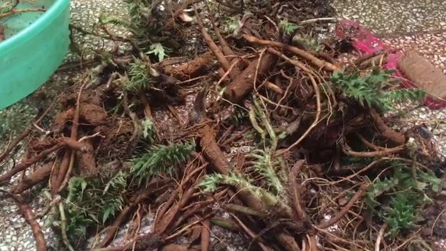 野生馬刺根煲湯,味道極鮮,營養價值不是一般的高