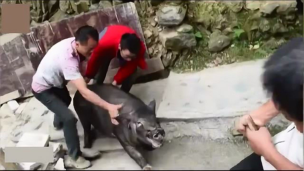 我们农村是这样杀猪的，5个大汉才能搞定，黑猪肉非常好吃_高清1080P在线观看平台_腾讯视频