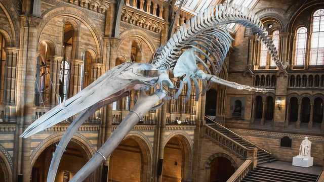 英国自然历史博物馆展出蓝鲸骨架标本 25米长超震撼