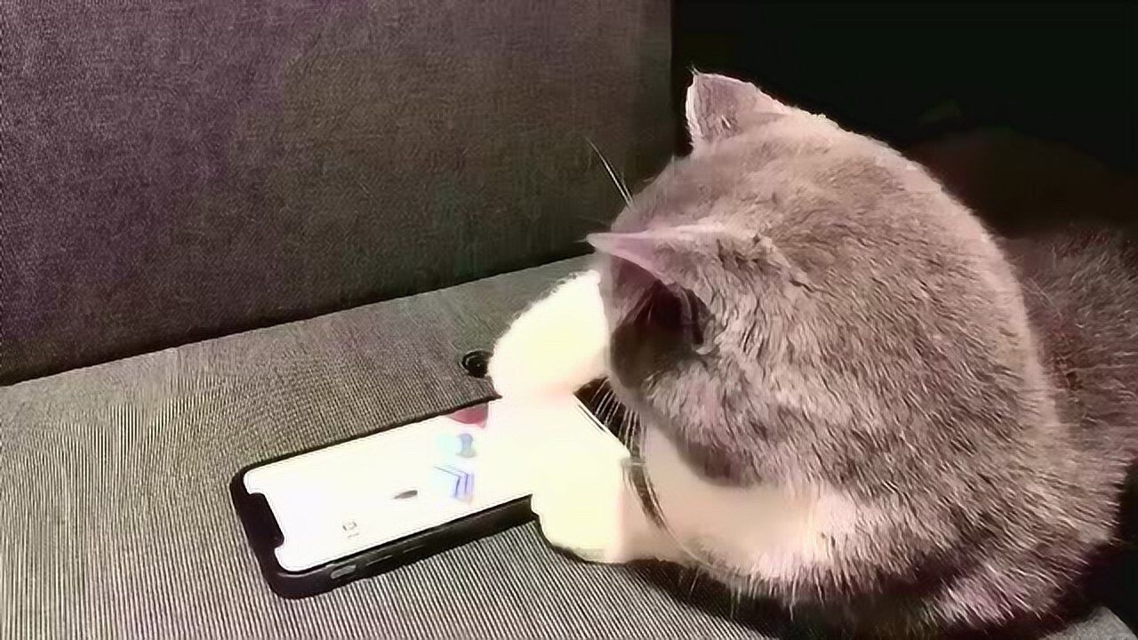 手机上微信的小游戏跳一跳太有趣了连小猫都忍不住偷玩几把