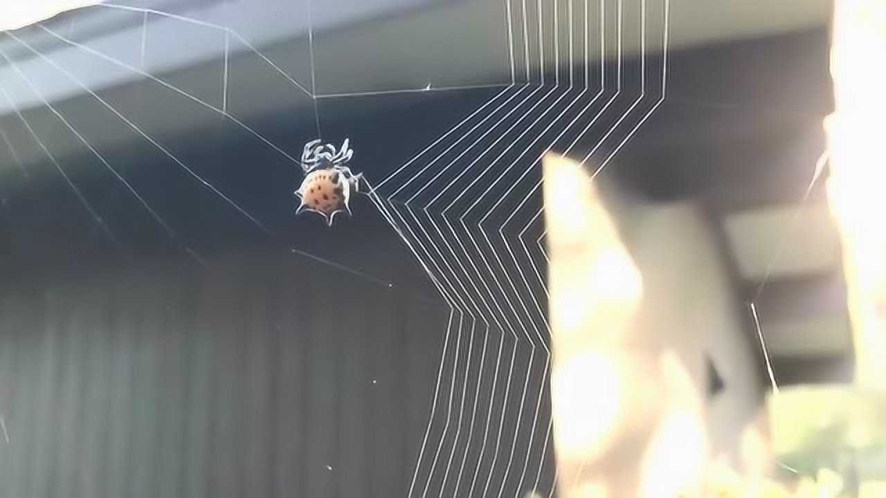 实拍蜘蛛结网的全过程大自然真是个神奇的存在啊