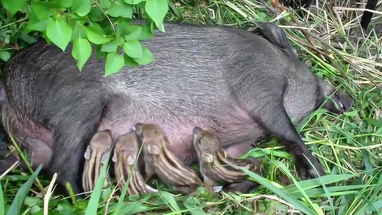 森林发现一头待产的野猪正好记录母猪下崽过程