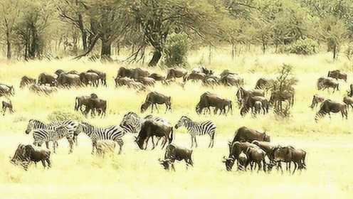 实拍非洲草原上百种动物迁徙，场面壮观令人震撼！