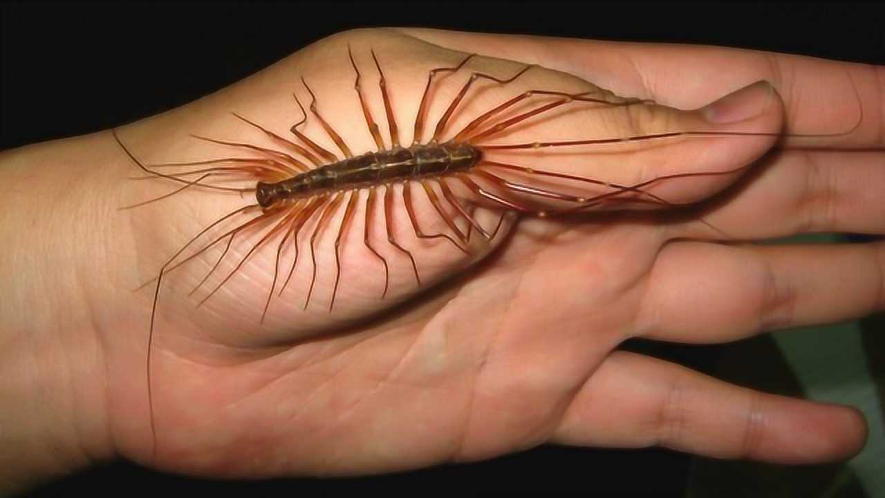 7个在家里出现的虫子这种吸血虫常常被人们忽略