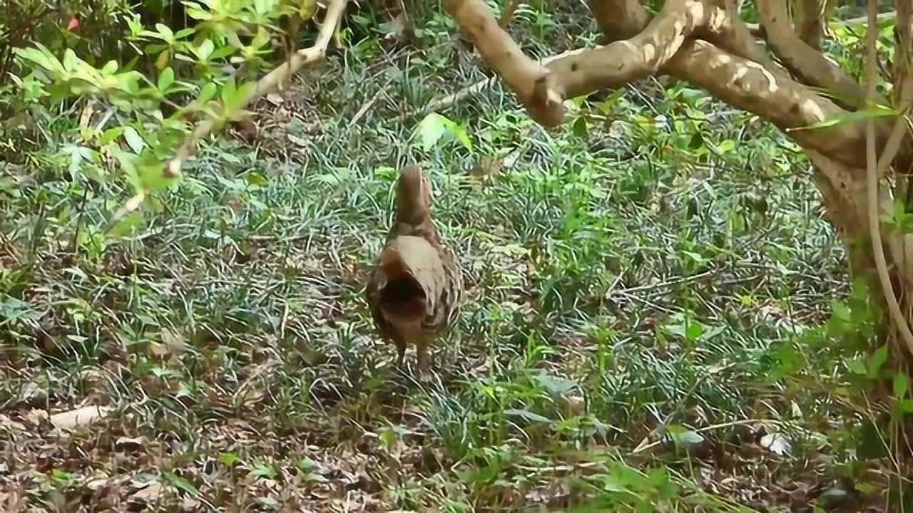 深山遇竹鸡独自鸣叫随之叫声此起彼伏这是是母竹鸡吗