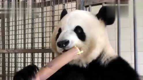 一个熊猫吃竹子的视频 看了4分钟是一种怎样的体验？别拦我
