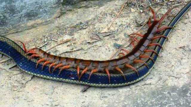 实拍红头蜈蚣大战并吃掉毒蛇30年难得一见的画面