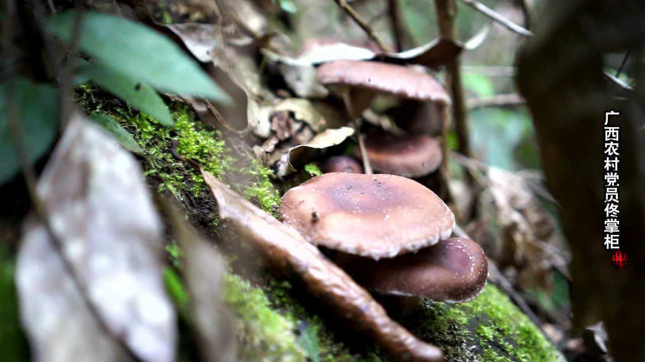 广西天峨大山原始森林野生菌 野生香菌