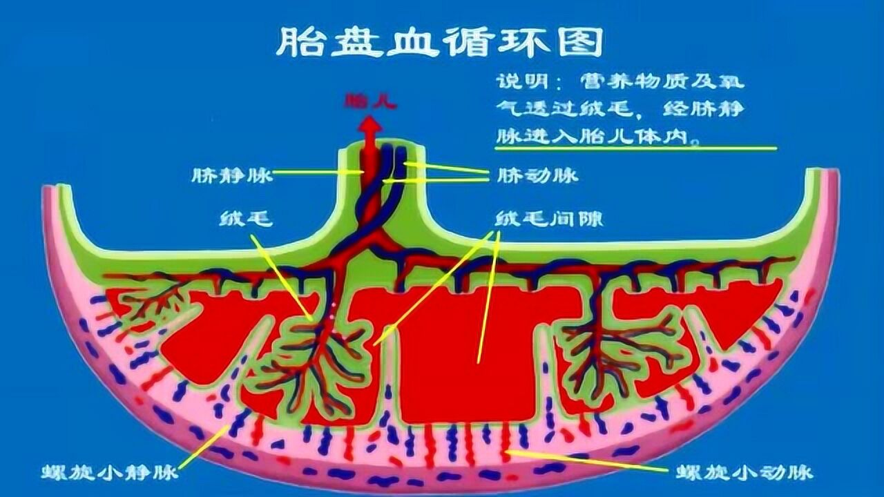 临床医学微视频-妇产科-胎盘结构与功能_高清1080P在线观看平台_腾讯视频