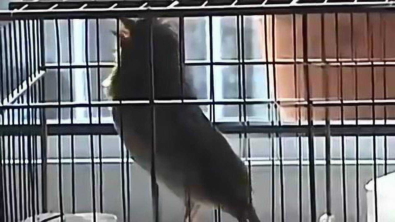 8个字叫口的麻料鸟太能叫了