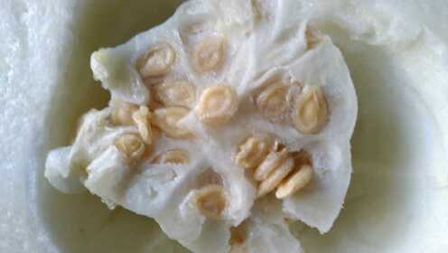 冬瓜瓤里的这个东西是味中药,润肺化痰,消痈利水样样在行