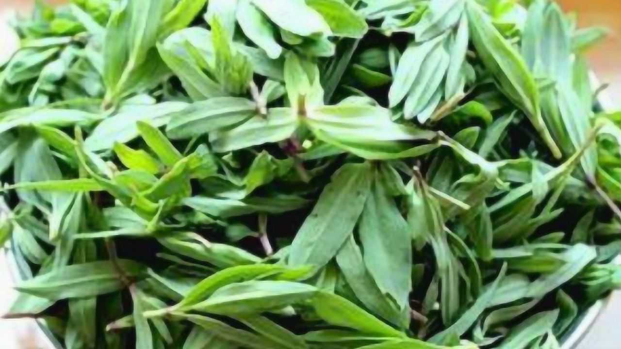 农民称为山蚂蚱菜有着很高的营养价值城市里卖一斤7到8元