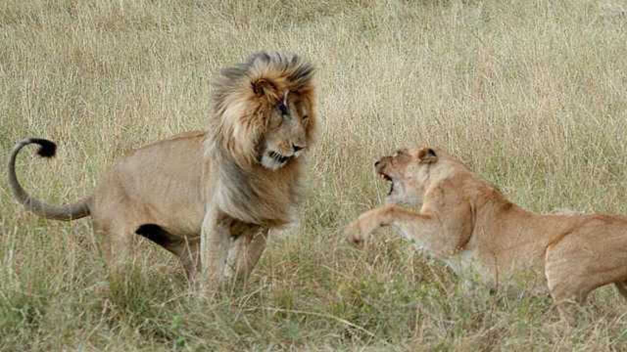 雄狮逗弄小狮子,母狮子上去就是给雄狮俩嘴巴