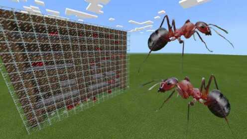 我的世界：如何使制作一个红蚂蚁农场 教程视频