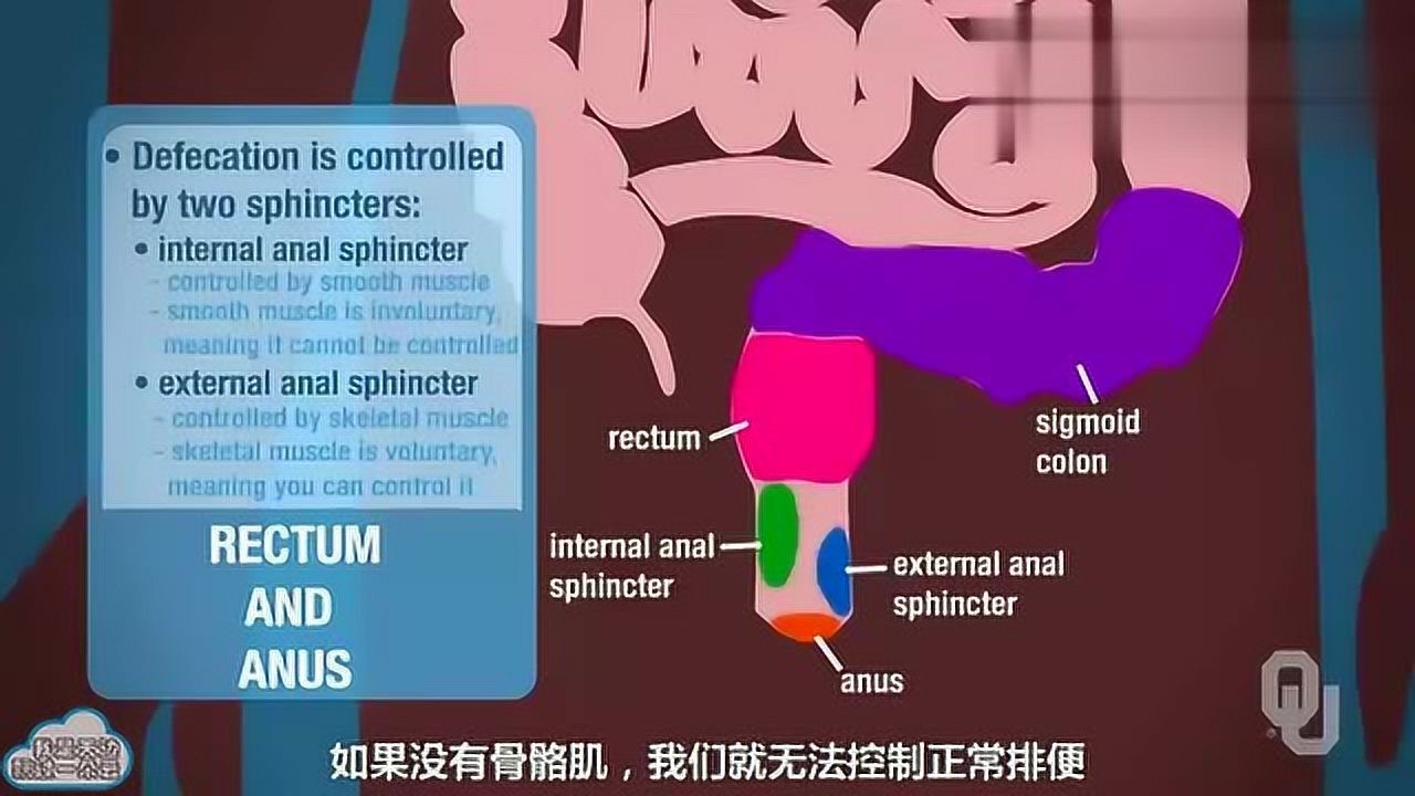人体生理学系列科普：直肠和肛门的功能解剖学_高清