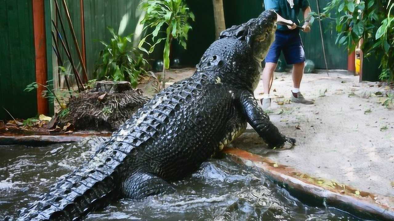 世界上最大的鳄鱼活了110多年比一辆汽车还要长