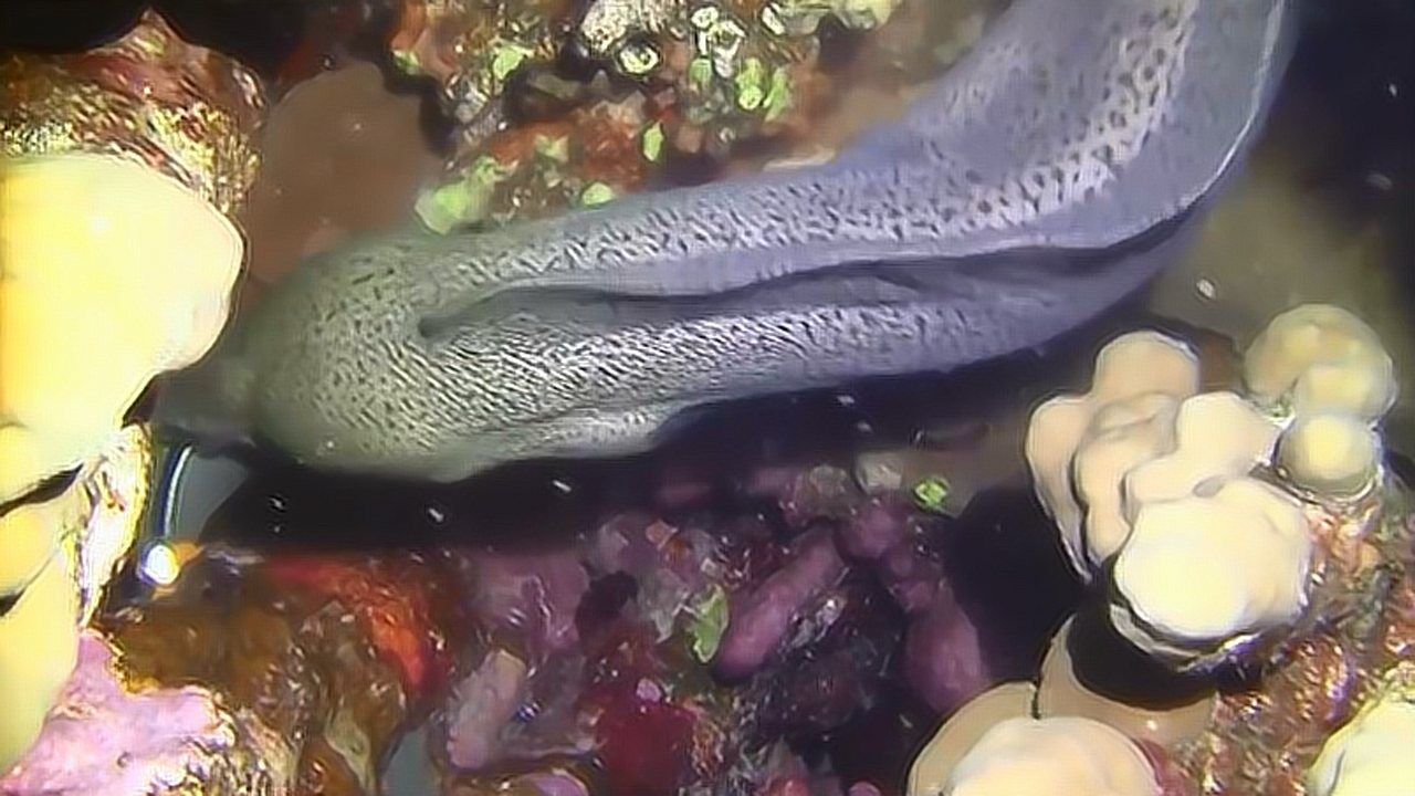 凶残的海鳝不仅吃章鱼,连小鲨鱼也不放过!_腾讯视频