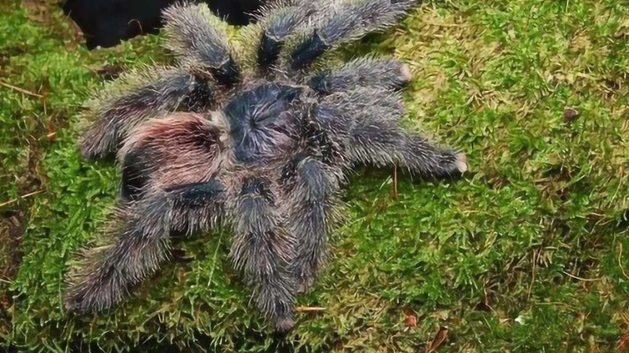 世界上最大的蜘蛛亚马逊巨人食鸟蛛