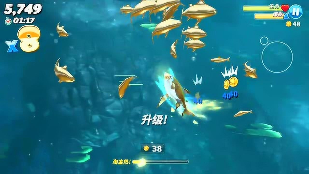 饥饿鲨世界_伯爵鲨,灵活的小型鲨鱼,你见过吗?