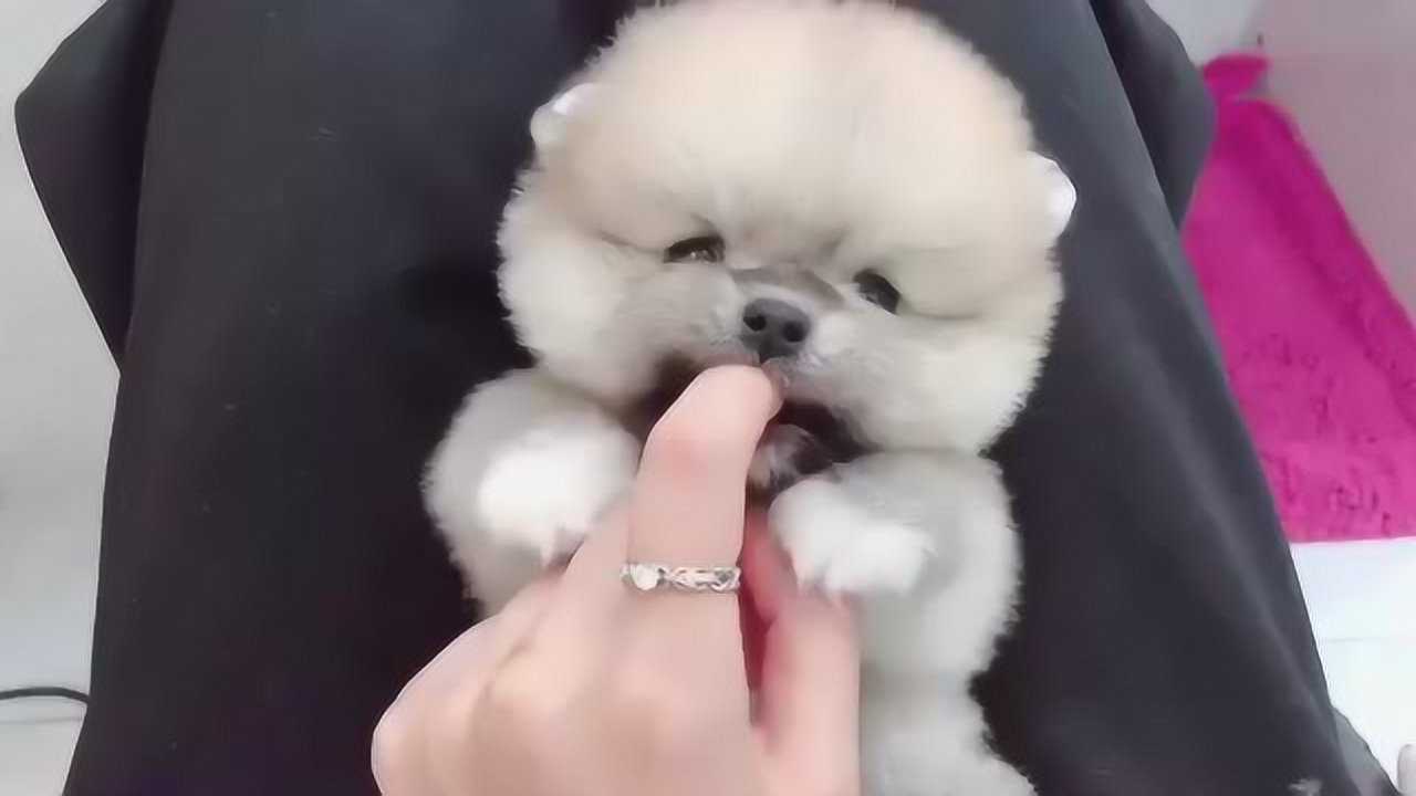 俊介造型黄博美弟弟一只