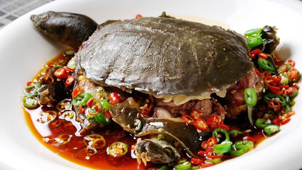 农村大叔用铁锅炖甲鱼这美味城里人一辈子都吃不到