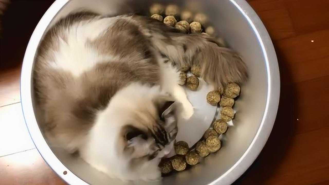 搞笑萌宠,可爱的猫咪喜欢在铁盆里睡觉
