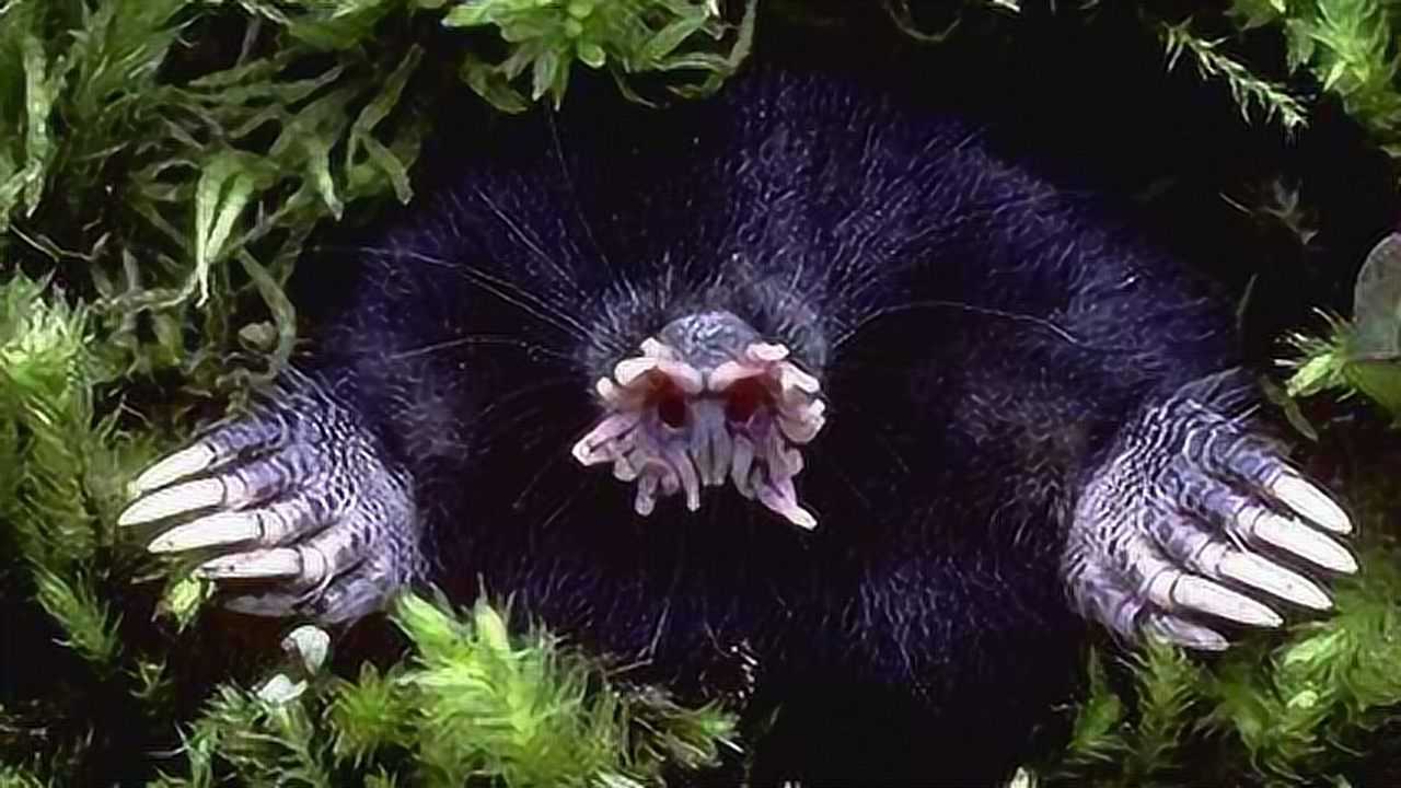 恐怖的动物,鼻子上长着数十只触手,除了吓人外,还拥有很多功能