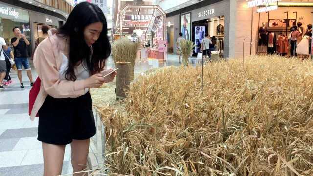 武汉一商场“空降”乡村田园,网友拍照发朋友圈晒秋天味道