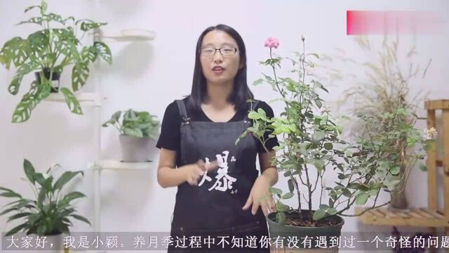 月季切叶蜂作案实拍,教你3招佛系对付它