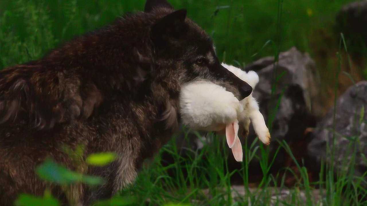 狼群捕猎野兔,意想不到的事情发生了,镜头拍下全过程