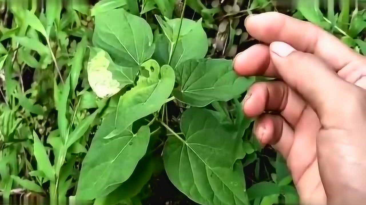 这种草药它叫《隔山消》,它主要生长在石头多的地方