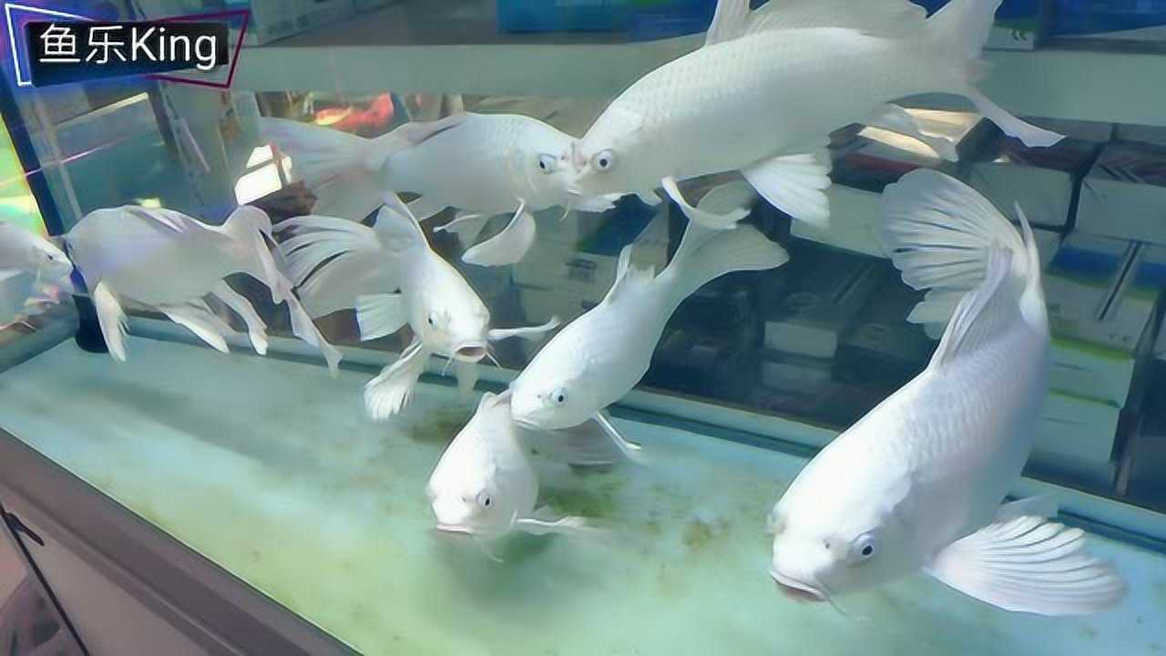 一缸纯白的龙凤锦鲤也不错只是眼神太凶了跟小老头一样