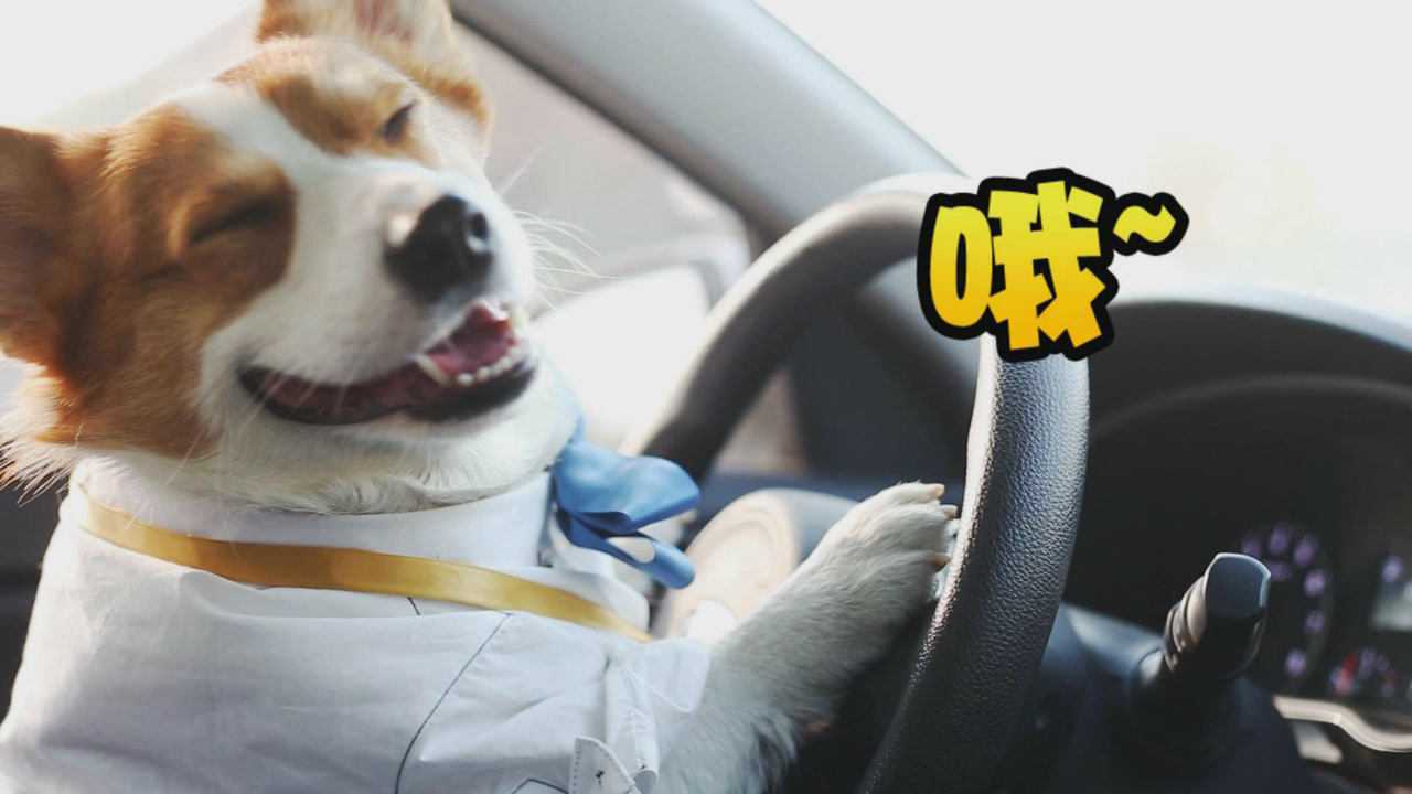 小柯基也学开车教练都被吓吐知道自己腿短就别上马路了好咩