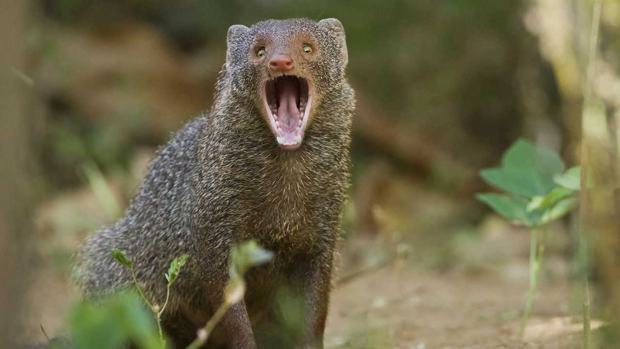 当一条眼镜蛇遇到一群蛇獴会怎样不敢乱动随时会没命