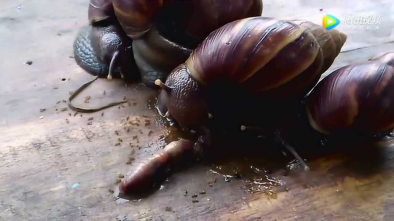 一直以为蜗牛只是吃草的,没想到也是吃肉的