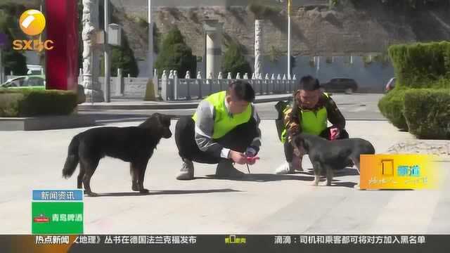 流浪狗进了救助站!延安给流浪狗找到家,获市民称赞