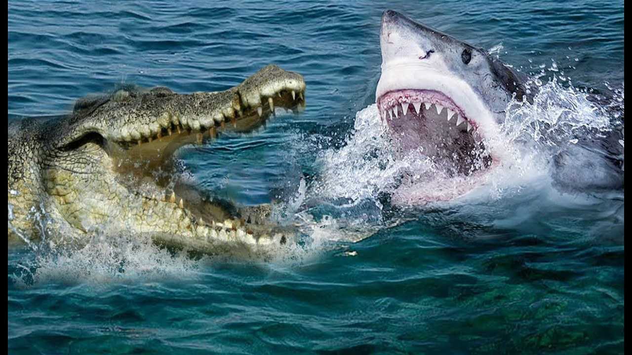 鳄鱼遭遇鲨鱼凶猛反抗也只能落败看着让人痛快