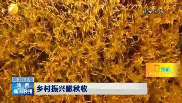 稻花香里说丰年 绿水青山红枣红.